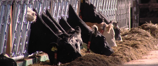 Stalleinblick im Vorfeld von Erntedankfest und Gläserner Produktion (Quelle: RIK)