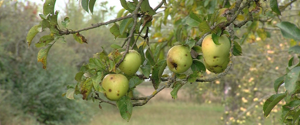 &Auml;pfel auf einer Streuobstwiese (Quelle: RIK)