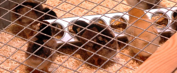 Osterk&uuml;ken Naturkundemuseum Reutlingen (Quelle: RIK)