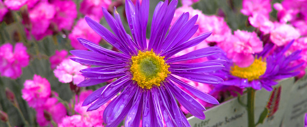 GardenLife 2026 (Quelle: RIK)