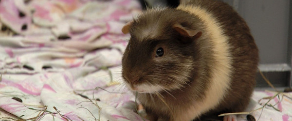 Meerschweinchen im Sommer (Quelle: RIK)