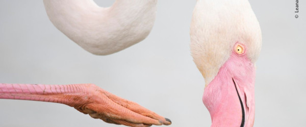 Wildlife Photographer of the Year (Quelle: Leana Kuster)